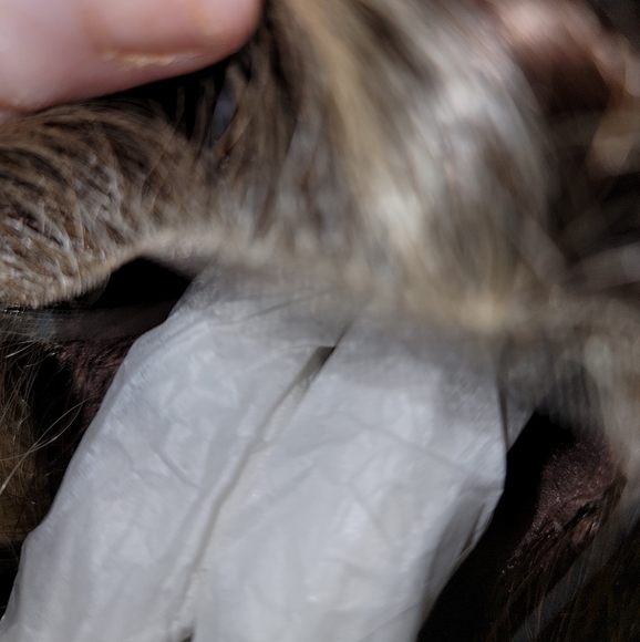 NWT+Belle Tress Biscotti Babe BSSC. - Picture 10 of 12